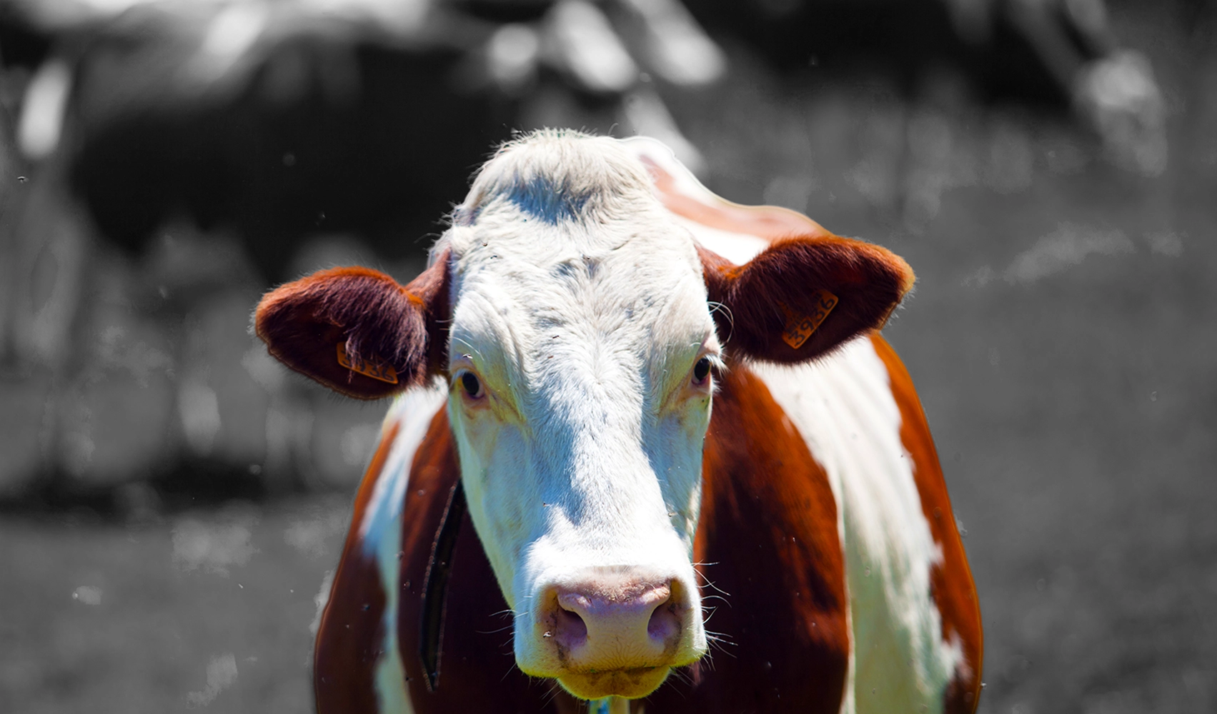 Animal Husbandry & Veterinary Projects