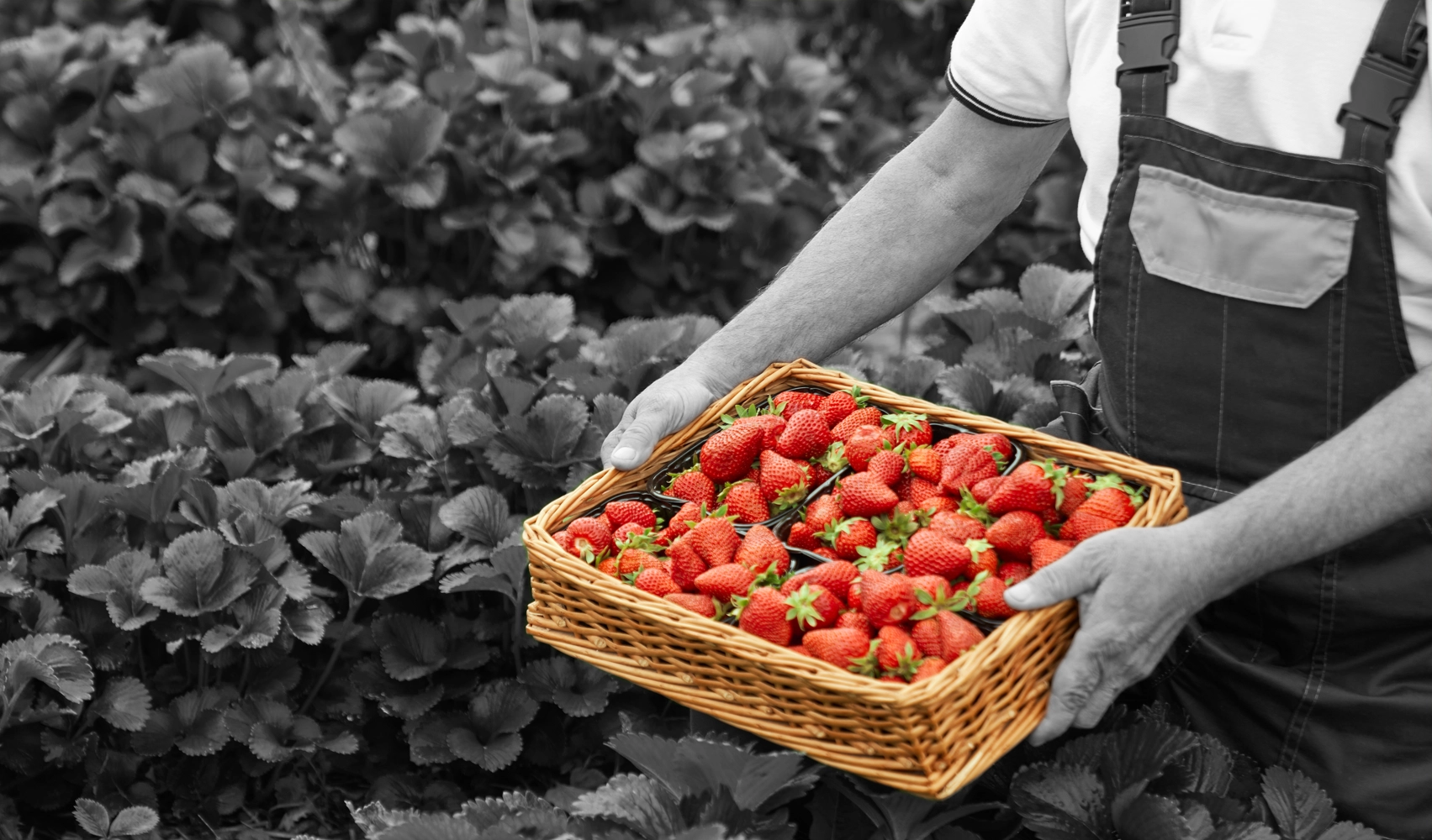 Horticulture Projects